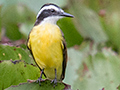 Lesser Kiskadee, Pixiam River, Brazil