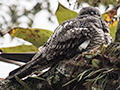 Lesser Nighthawk, Ubatuba, Brazil