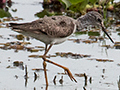 Lesser Yellowlegs, Hotel Pantanal Norte, Porto Jofre, Brazil