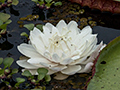 Lotus, Hotel Pantanal Norte, Porto Jofre, Brazil