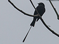 Long-tailed Tyrant, Itamambuca (Dirt Road), Brazil