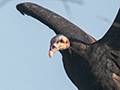 Lesser Yellow-headed Vulture, Piuval Lodge, Brazil