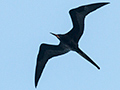 Magnificent Frigatebird, Caraguatatuba, Brazil