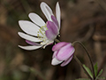 Magenta Flowers, Hotel So Gotardo, Parque Nacional do Itatiaia, Brazil