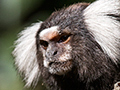 Eared Marmoset, Brazil