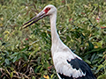 Maguari stork, Transpantaneira Highway, Brazil