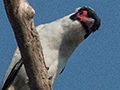 Masked Tityra, Pousada Currupira das Araras, Brazil