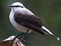 Masked Water-Tyrant, en route So Gotardo to Ubatuba, Brazil