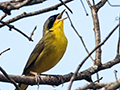 Masked Yellowthroat, Iguaz National Park, Argentina