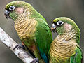 Maroon-bellied Parakeet, Parque Provincial Urugua-, Argentina