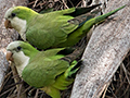 Monk Parakeet, Hotel Pantanal Norte, Porto Jofre, Brazil