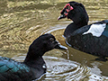 Muscovy Duck, Pousada Currupira das Araras, Brazil