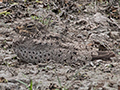 Nacunda Nighthawk, Hotel Pantanal Norte, Porto Jofre, Brazil