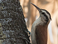 Narrow-billed Woodcreeper, Pantanal Mato Grosso Lodge, Brazil