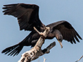 Neotropic Cormorant, Piuval Lodge, Brazil