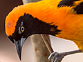 Orange-backed Troupial, Pantanal Mato Grosso Lodge, Brazil