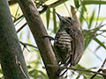 Ochre-collared Piculet, Parque Provincial Urugua-, Argentina