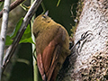 Olivaceous Woodcreeper, Ubatuba, Brazil