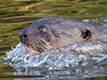 Giant River Otter, Pixiam River, Brazil