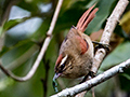 Pallid Spinetail, Hotel Simon, Parque Nacional do Itatiaia, Brazil