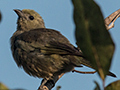 Palm Tanager, Pousada Jardim da Amazonia, Brazil