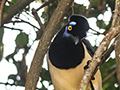 Plush-crested Jay, Parque Nacional do Iguau, Brazil