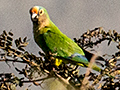 Peach-fronted Parakeet, gua Fria Dirt Road, Brazil