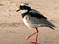 Pied Lapwing, Cuiab River, Porto Jofre, Brazil