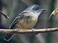 Plain Antvireo, Parque Nacional do Itatiaia, Brazil