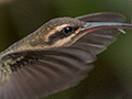 Planalto Hermit, Jardin de los Picaflores, Puerto Iguaz, Argentina