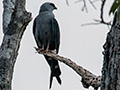 Plumbeous Kite, Pousada Currupira das Araras, Brazil