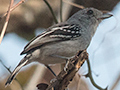 Planalto Slaty-Antshrike, Piuval Lodge, Brazil