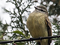 Planalto Tyrannulet, en route So Gotardo to Ubatuba, Brazil