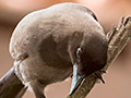 Purplish Jay, Pantanal Mato Grosso Lodge, Brazil