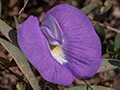 Spurred Butterfly Pea, Piuval Lodge, Brazil