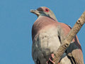 Pale-vented Pigeon, Transpantaneira Highway, Brazil