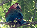 Red and Green Macaw, Pousada Currupira das Araras, Brazil