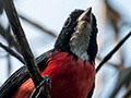 Rose-breasted Chat, Pousada Jardim da Amazonia, Brazil