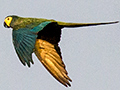 Red-bellied Macaw, Near Pousada Jardim da Amazonia, Brazil