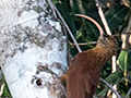 Red-billed Scythebill, Cuiab River, Porto Jofre, Brazil