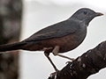 Rufous-bellied Thrush, En Route Caraguatatuba to Ubatuba, Brazil