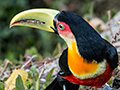 Red-breasted Toucan, Hotel do Ype,  Parque Nacional do Itatiaia, Brazil