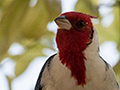 Red-crested Cardinal, Piuval Lodge, Brazil