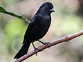 Ruby-crowned Tanager, Jardin de los Picaflores, Puerto Iguaz, Argentina