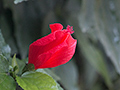 Turk's Cap, Angelim Rainforest, Brazil