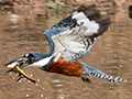 Ringed Kingfisher, Pixiam River, Brazil