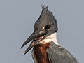 Ringed Kingfisher, Rio Negro Oxbow, Porto Jofre, Brazil