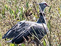 Red-Legged Seriema, Piuval Lodge, Brazil