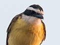 Rusty-margined Flycatcher, Piuval Lodge, Brazil