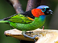 Red-necked Tanager, Ubatuba, Brazil